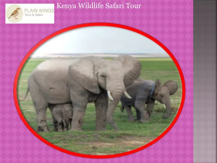 kenya wildlife safari tour