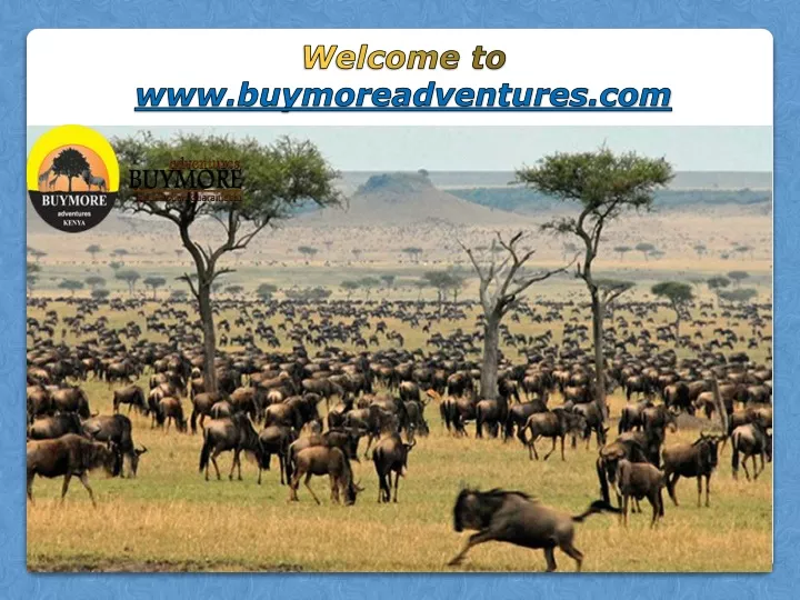 welcome to www buymoreadventures com