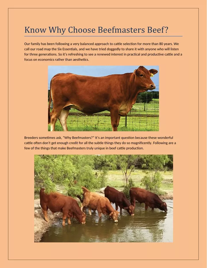 know why choose beefmasters beef