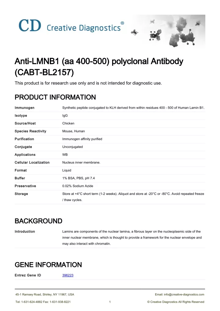 anti lmnb1 aa 400 500 polyclonal antibody anti
