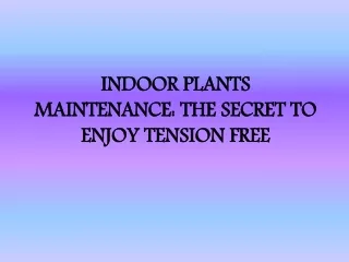 Indoor Plants Maintenance: The Secret To Enjoy Tension Free