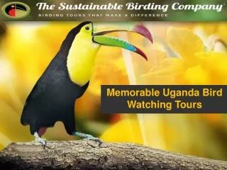 Memorable Uganda Bird Watching Tours