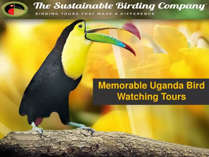 memorable uganda bird watching tours