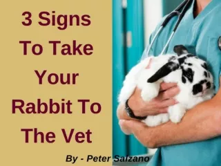 Peter Salzano - 3 Signs To Take Your Rabbit To The Vet