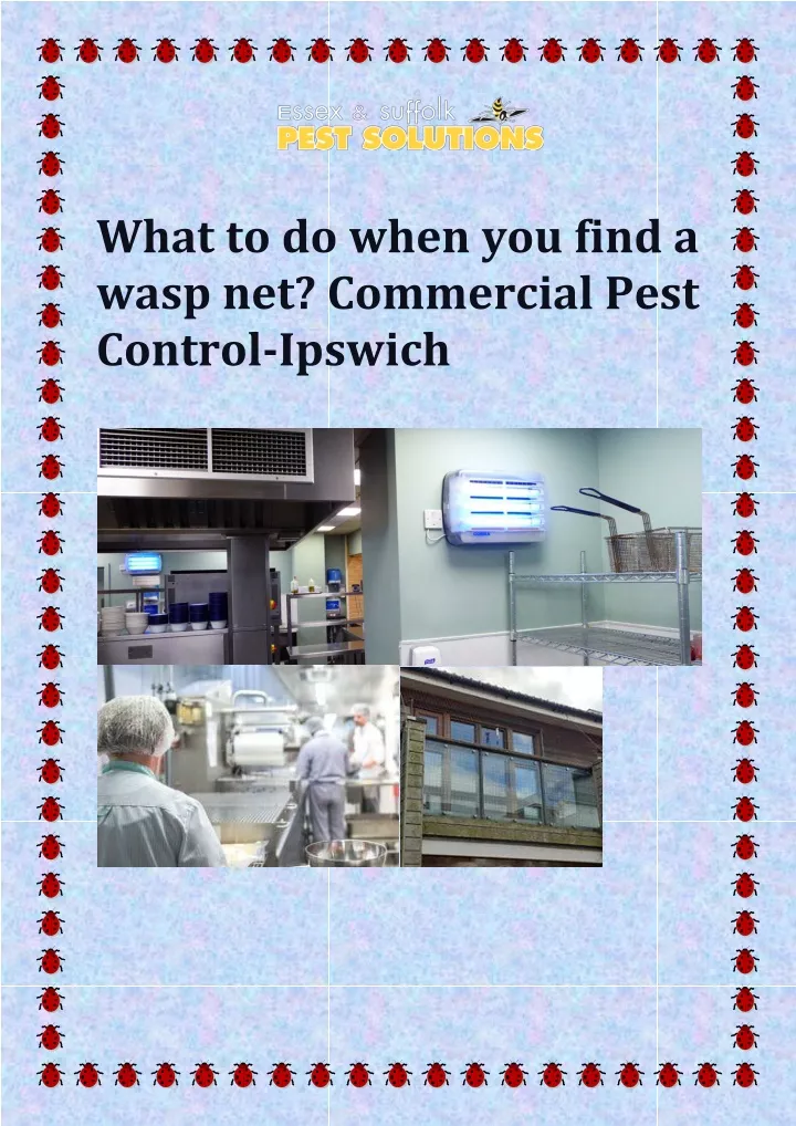 what to do when you find a wasp net commercial