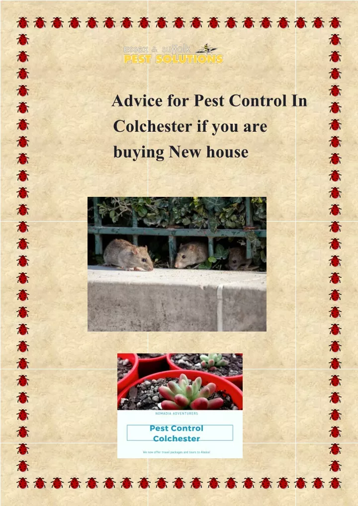 advice for pest control in colchester