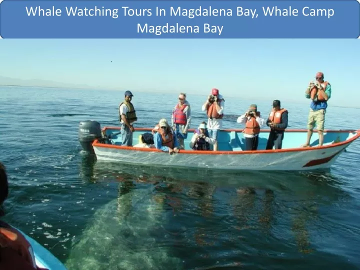 whale watching tours in magdalena bay whale camp
