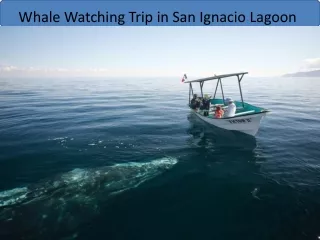 Whale Watching Trip in San Ignacio Lagoon