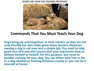 Commands That You Must Teach Your Dog