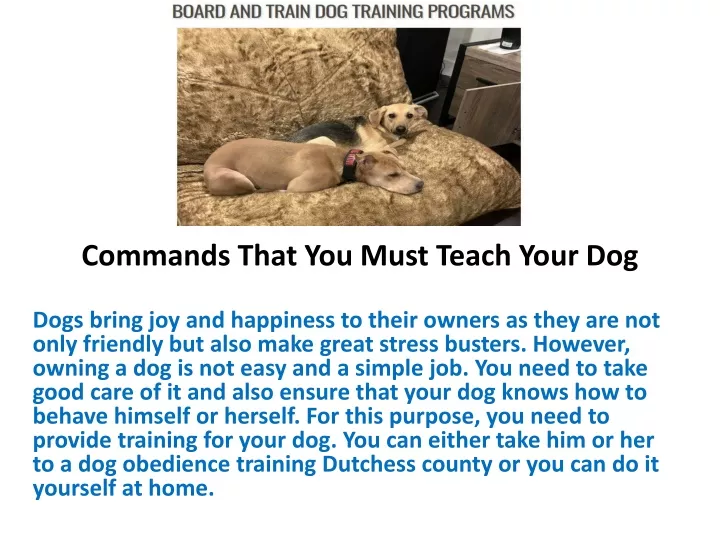 commands that you must teach your dog