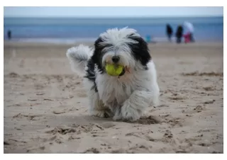 Strandplevier Suites - Vakantie met hond waddeneilanden