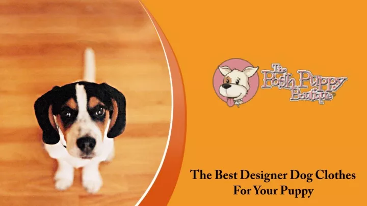 the best designer dog clothes for your puppy