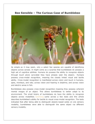 bee sensible the curious case of bumblebee