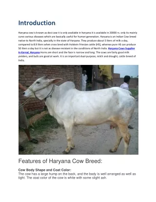 Haryana Cows Trader, Haryana Cows Supplier In Karnal, Haryana