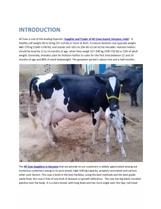 HF Cows Trader Best HF Cows Supplier In Karnal, Haryana