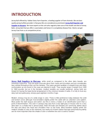 Jersey Bull  Kakkar Dairy Farm Exporter |Jersey bull suppliers in haryana