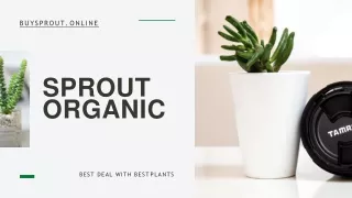 Best Outdoor and Indoor Plants