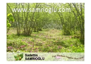 SAMRIOGLU HAZELNUTS -  info@samrioglu.com