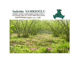 TURKISH-HAZELNUTS-FACTS-BUY-FROM-SAMRIOGLU