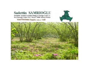 TURKISH HAZELNUTS TYPES - BUY FROM SAMRIOGLY