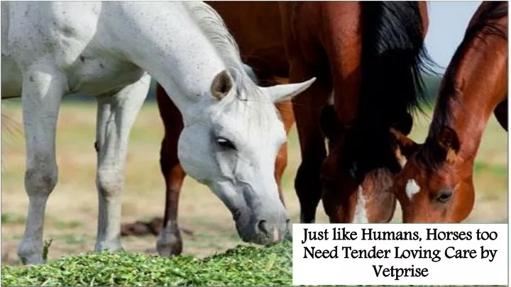 just like humans horses too need tender loving care by vetprise
