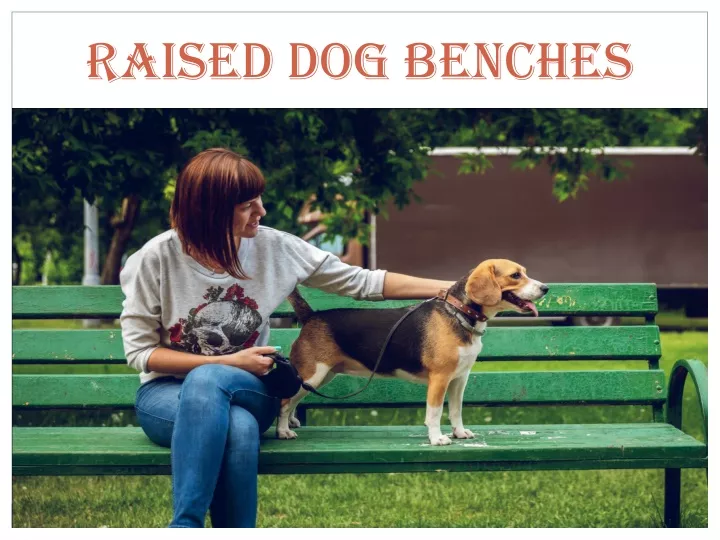 raised dog benches