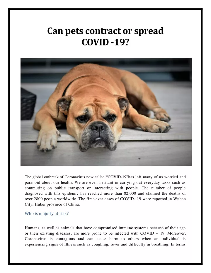 can pets contract or spread covid 19