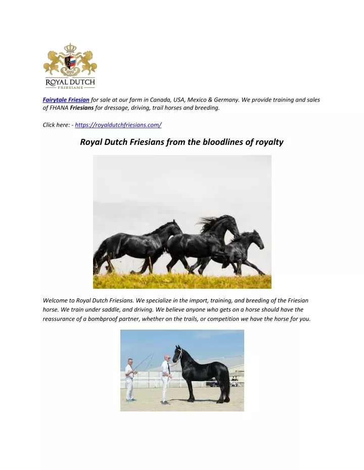 fairytale friesian for sale at our farm in canada