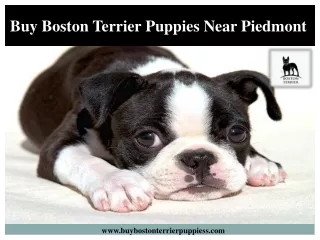 Buy Boston Terrier Puppies Near Piedmont