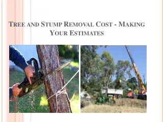 Tree and Stump Removal Cost - Making Your Estimates