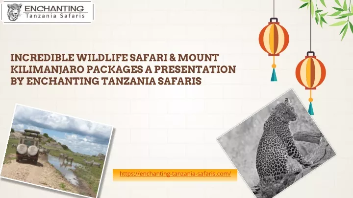incredible wildlife safari mount kilimanjaro packages a presentation by enchanting tanzania safaris