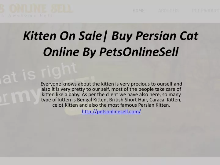 kitten on sale buy persian cat online by petsonlinesell