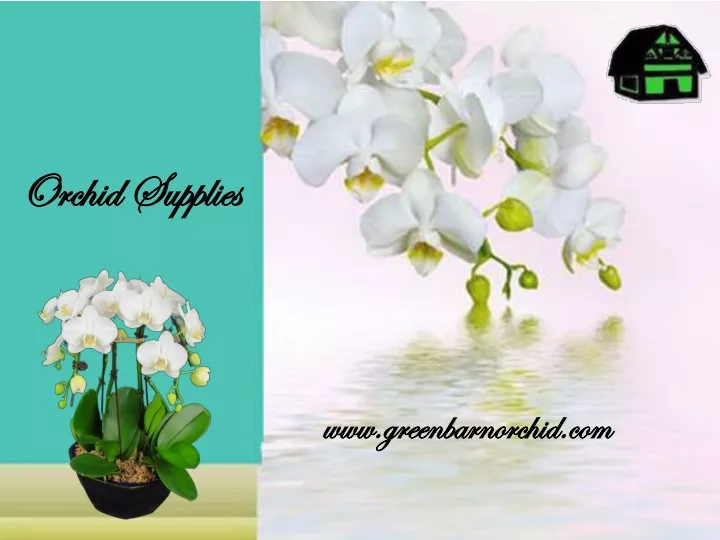 orchid supplies