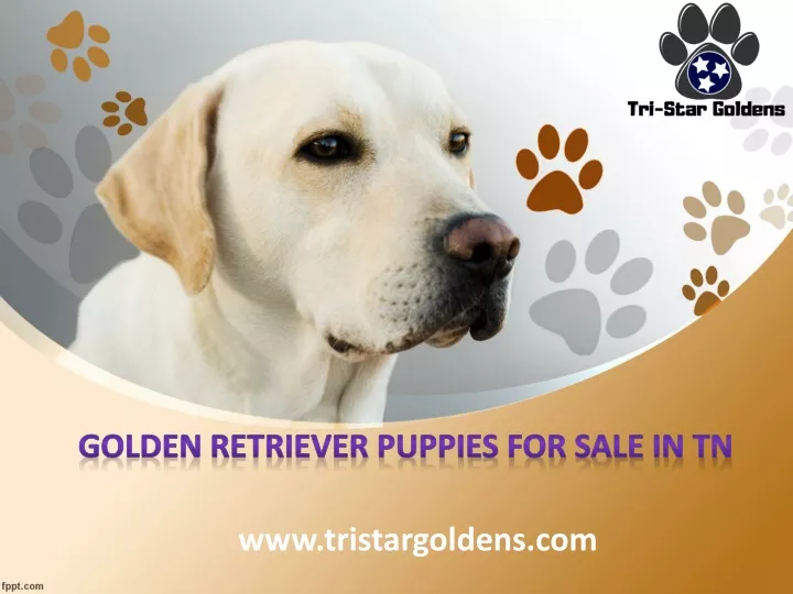 golden retriever puppies for sale in tn