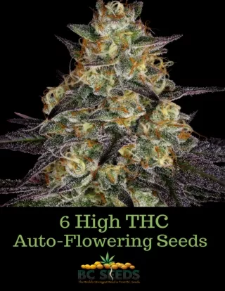 Best high THC auto-flowering seeds