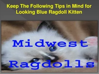 Keep The Following Tips in Mind for Looking Blue Ragdoll Kitten