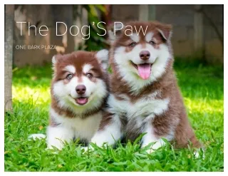 Buy Puppies Online - One Bark Plaza