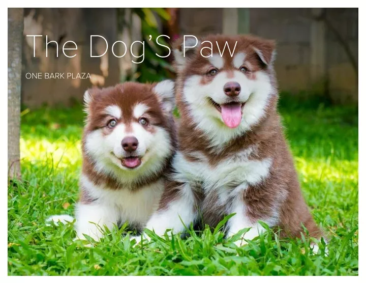 the dog s paw the dog s paw
