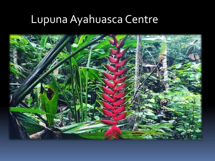 lupuna ayahuasca centre