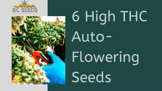 Find Out The Best THC Auto-Flowering Seeds