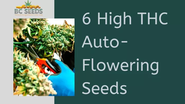 6 high thc auto flowering seeds