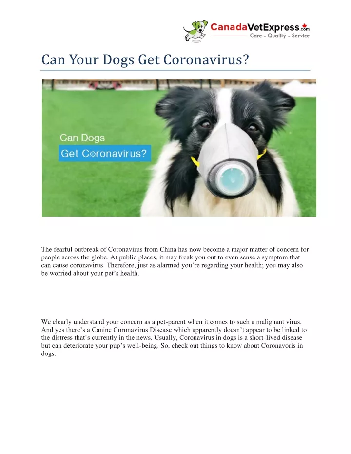 can your dogs get coronavirus