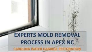 experts mold removal process in apex nc carolina