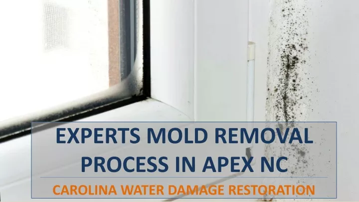 experts mold removal process in apex nc carolina