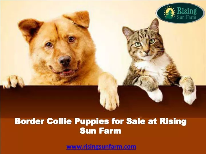 border collie puppies for sale at rising sun farm