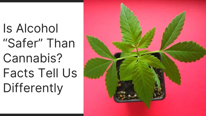 is alcohol safer than cannabis facts tell