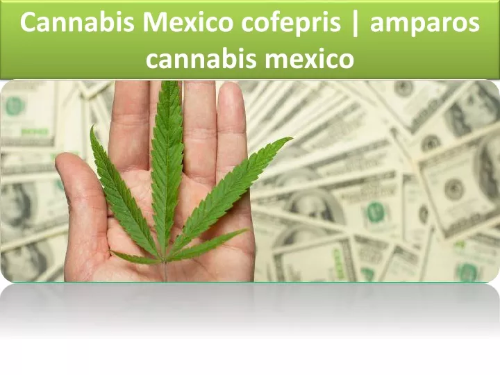 c annabis mexico cofepris amparos cannabis mexico