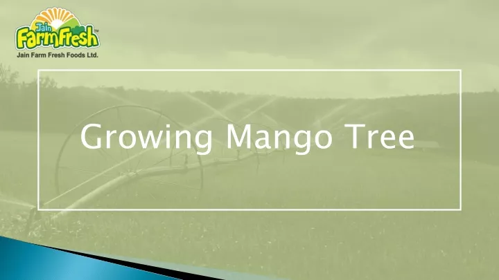 growing mango tree