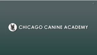 Best Dog Agility Training At Chicago Canine Academy