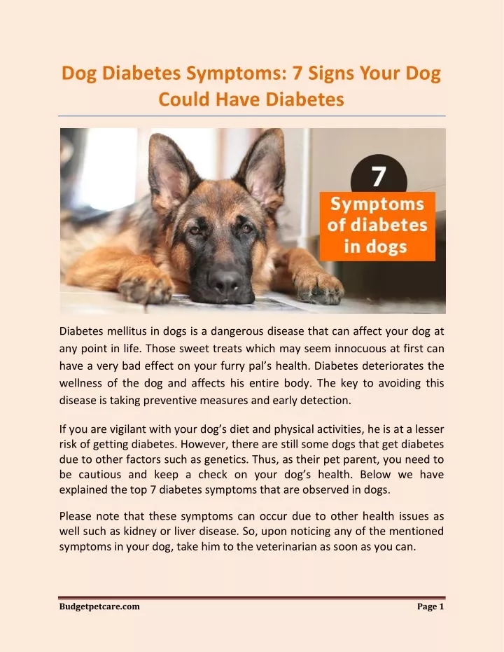 dog diabetes symptoms 7 signs your dog could have